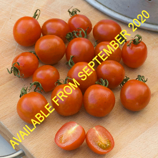 Koralik cherry tomato plant with trusses of ripe red cherry tomatoes on the vine
