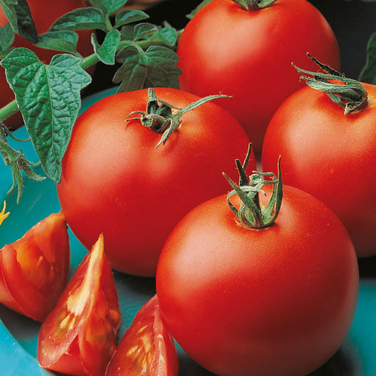 Tomatina tomato plant with clusters of ripe red tomatoes on the vine and glossy green leaves