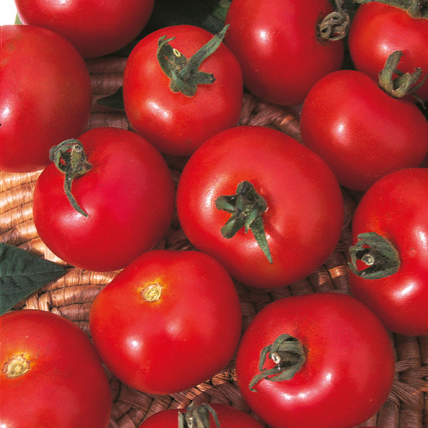 Moneymaker tomato plant with ripe red truss tomatoes and green foliage, classic UK garden variety