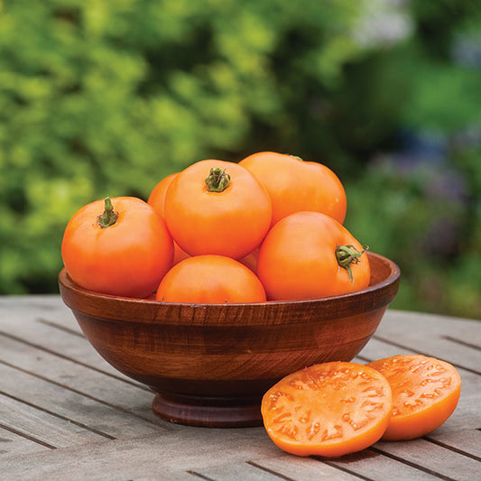 Orange Wellington tomato plant with clusters of ripe orange tomatoes on truss, green leaves and support cane