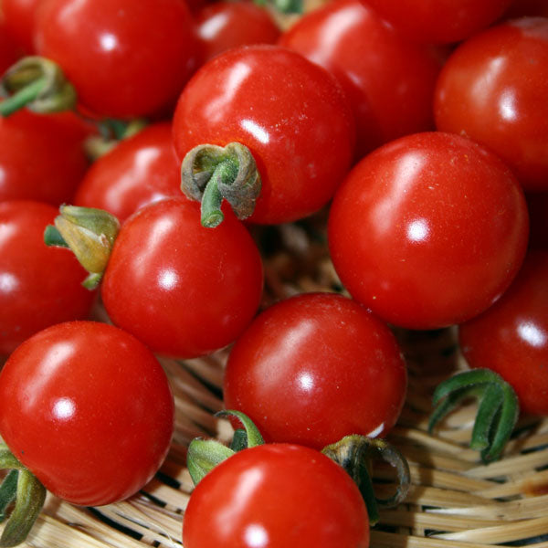 Sweet Aperitif tomato plant with clusters of glossy red cherry tomatoes ripening on the vine, ready for harvesting
