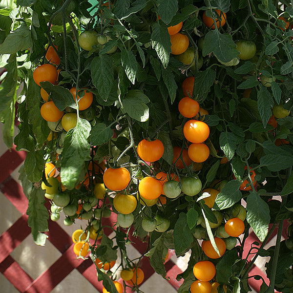 TumbTOM Yellow trailing cherry tomato plant with clusters of small yellow tomatoes and green foliage