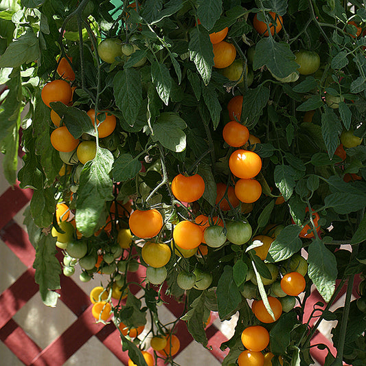 TumbTOM Yellow trailing cherry tomato plant with clusters of small yellow tomatoes and green foliage