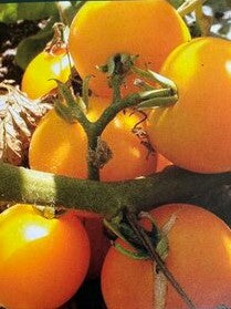 Tomato Yellow Perfection plant with clusters of ripe golden-yellow tomatoes on the vine
