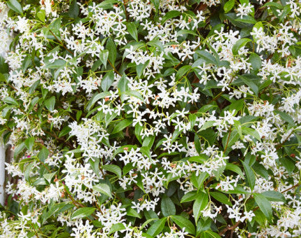 Trachelospermum jasminoides (star jasmine) climbing plant with glossy green leaves and white fragrant flowers on trellis