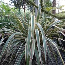Variegated Tradescantia tricolour houseplant with pink, cream and green striped leaves in terracotta pot