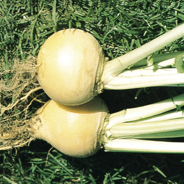 Golden Ball turnips, round pale golden roots with green tops ready for harvest