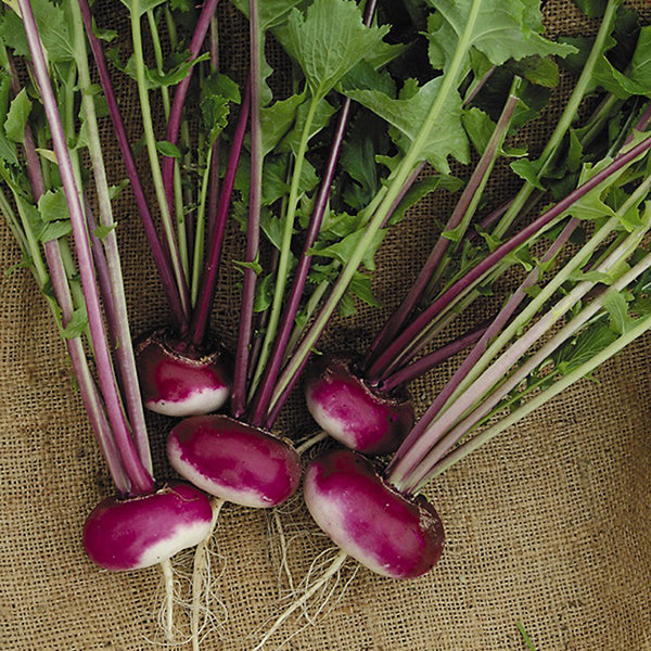 Milan turnip with flat white root and fresh green leafy tops resting on soil