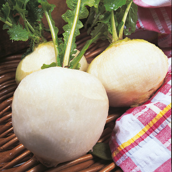 Snowball turnips, round white root vegetables with fresh green tops, ready for harvesting or culinary use