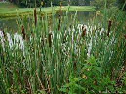 Typha (cattail) pond plant with brown cylindrical flower spikes and long green strap-like leaves