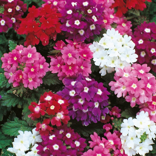 purple verbena flowers in a summer garden border, dense clusters with green foliage