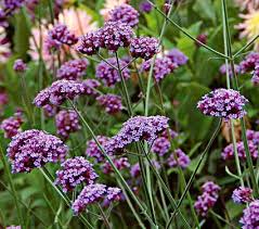 Verbena plant with clusters of small flowers and bright green foliage