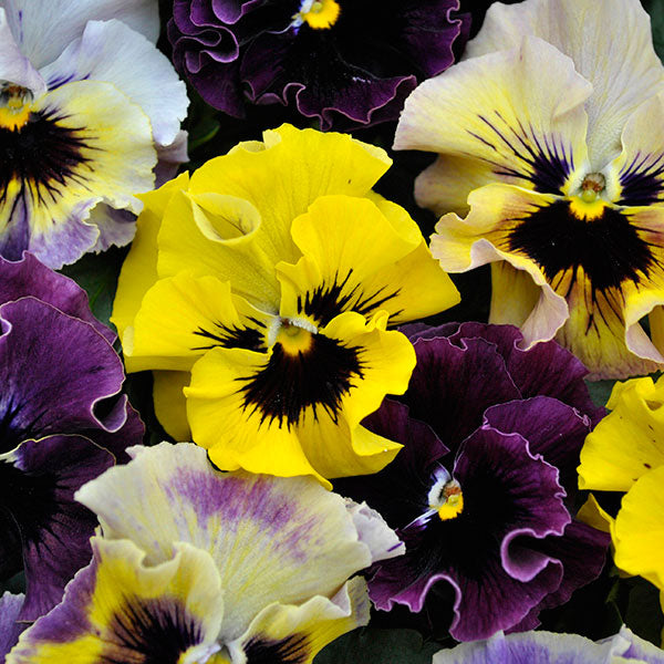 mixed viola bedding plants with purple and yellow blooms in plug tray at garden centre