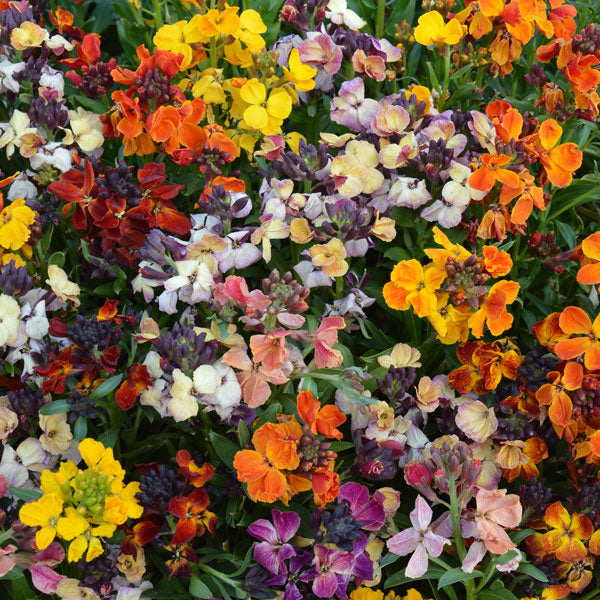 Wallflower plants (Erysimum) with green foliage and developing flower buds, ready for planting in garden beds