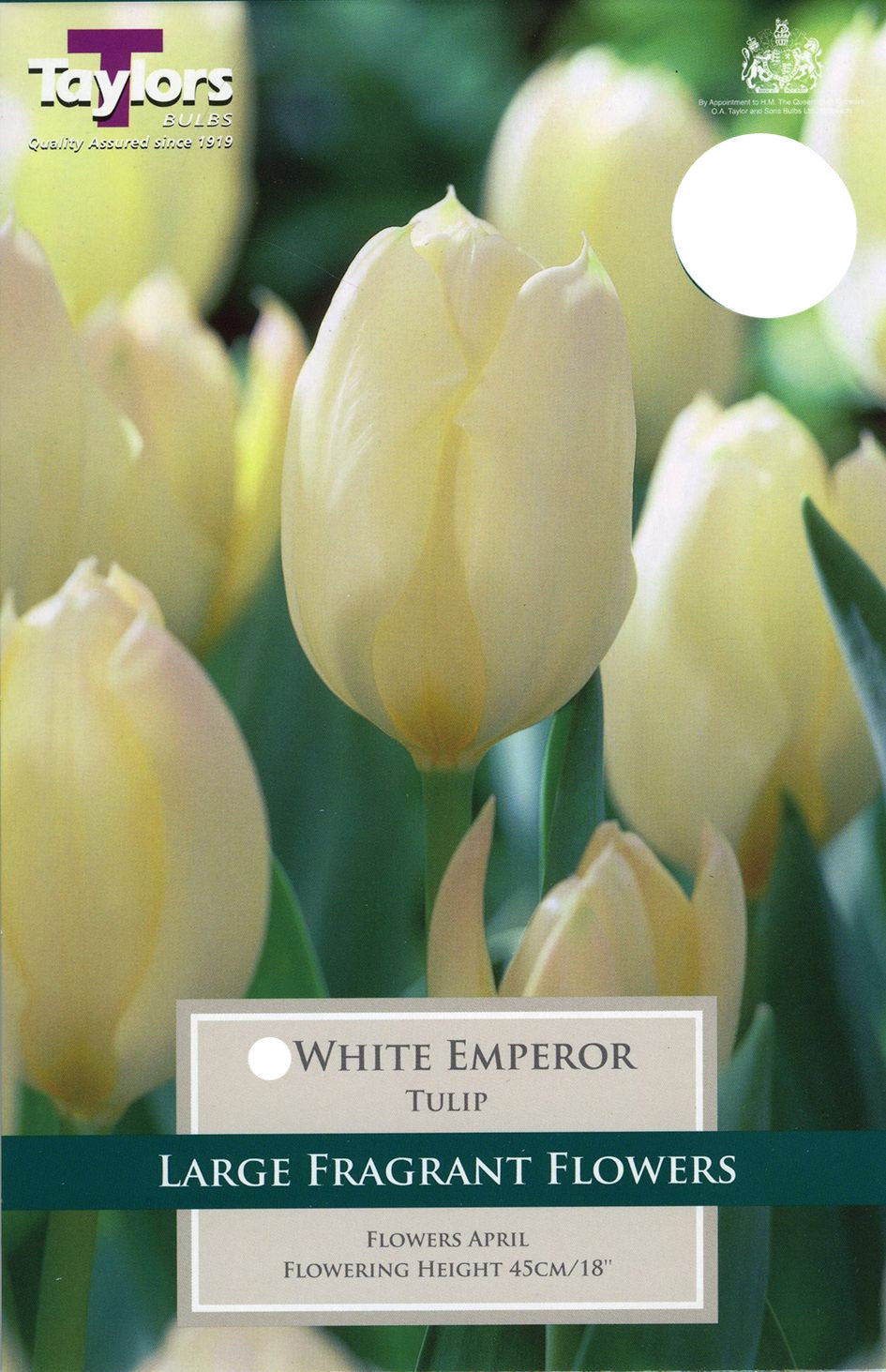 Double white dahlia White Emperor in bloom with green foliage