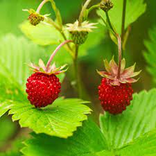 Wild strawberry (Fragaria vesca) plants with green trifoliate leaves and ripe red berries in a nursery pot