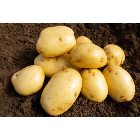 Heap of Wilja seed potatoes tubers with light brown skin and shallow eyes