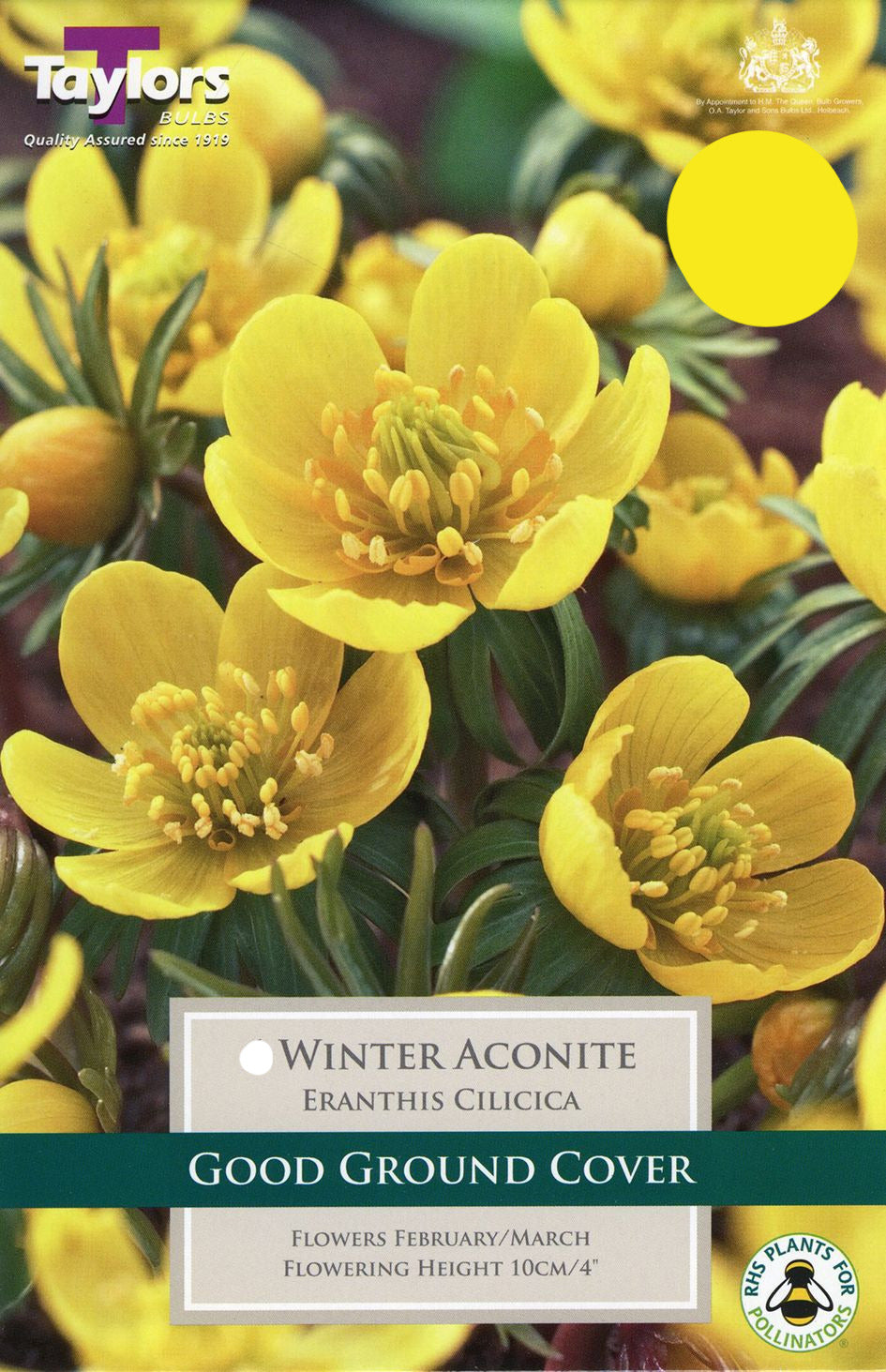 Pengelly Garden Centre winter display with evergreen shrubs, potted winter bedding plants and bare-branched trees