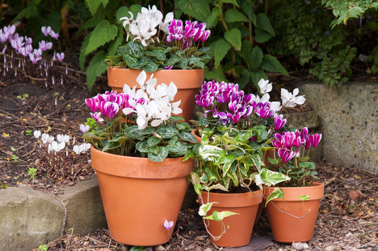 Woodlodge terracotta plant pots in assorted sizes for patio and garden