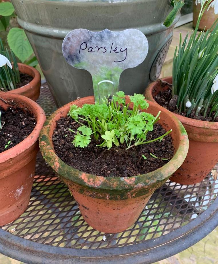 galvanised zinc garden planter tub on patio filled with mixed flowering bedding plants