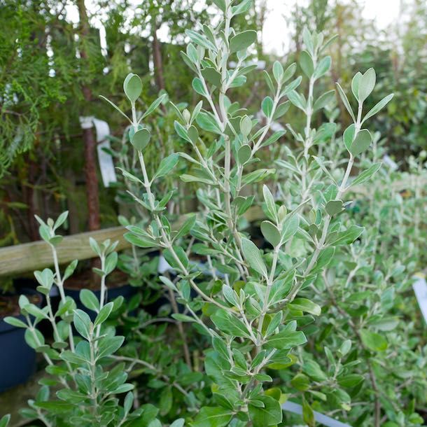 hedging plants cornwall