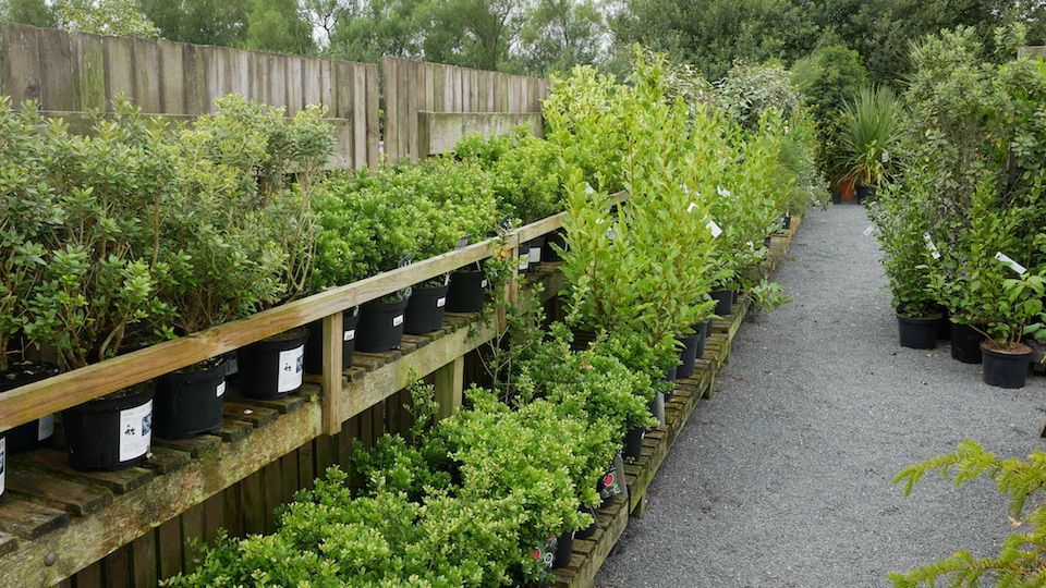 hedging plants