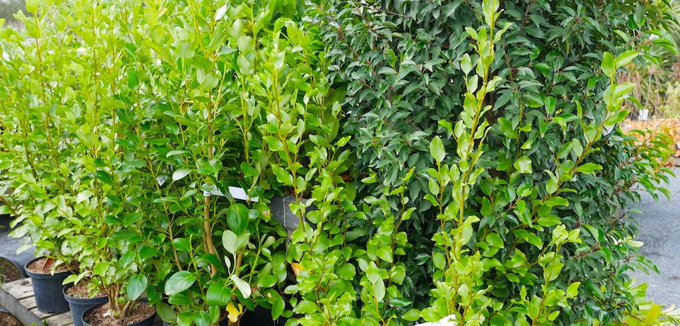 griselinia cornwall