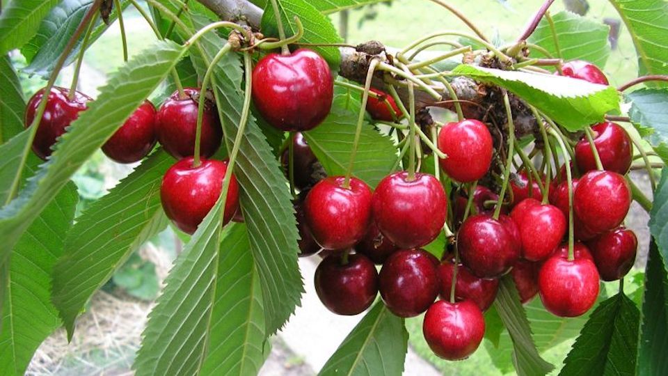 cherry tree