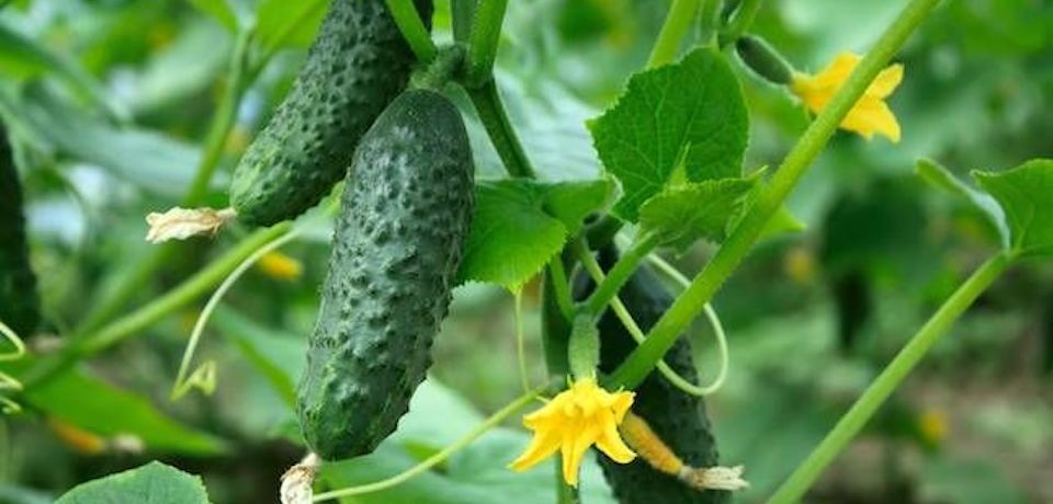 cucumber plant