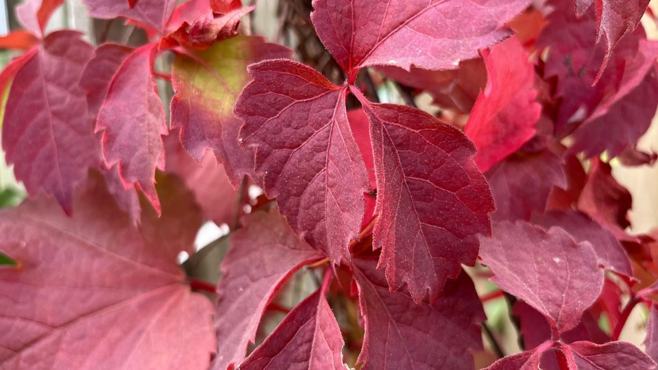 garden centre climbing plants