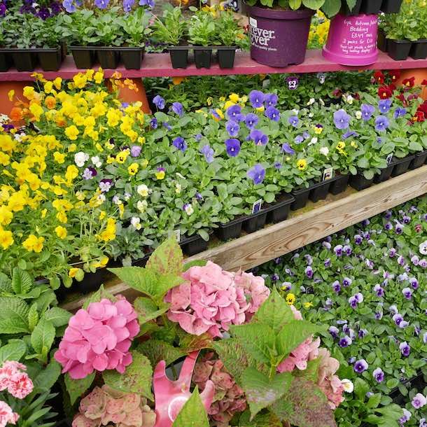 Bedding Plants