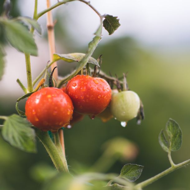 tomatoes
